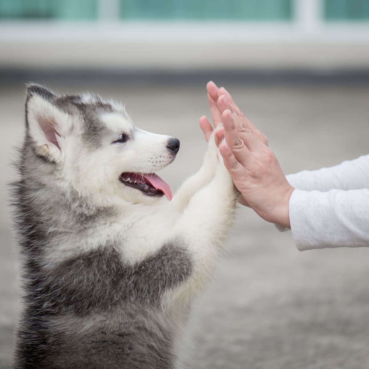 Animal Communication Class